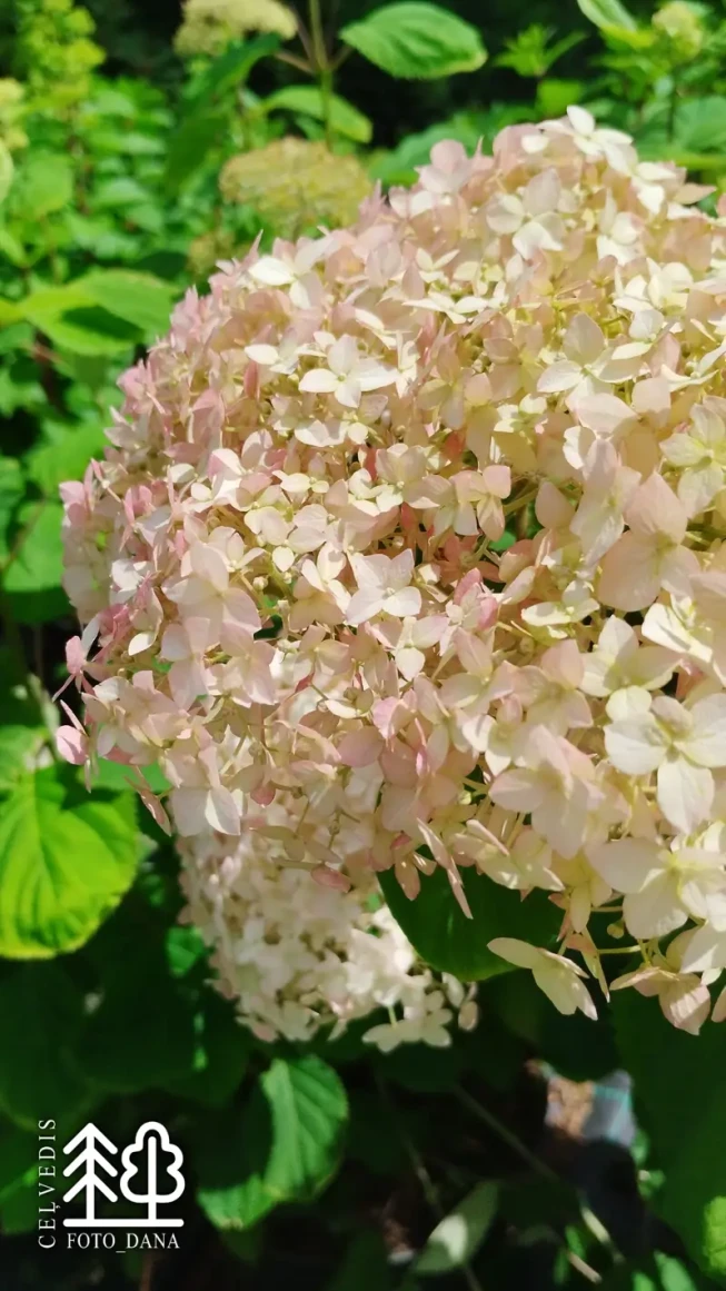 Hydrangea arborescens   CANDYBELLE MARSHMALLOW = 'Grhyar1406'